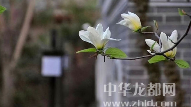淮陽蓮舍，多了一份味道