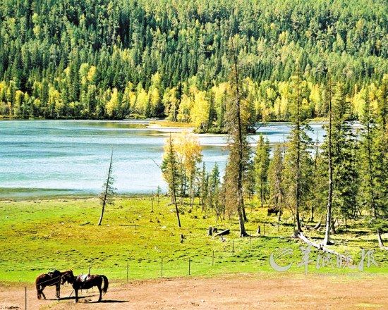 　集高山、河流、湖泊、森林、草原等自然景觀于一身的喀納斯