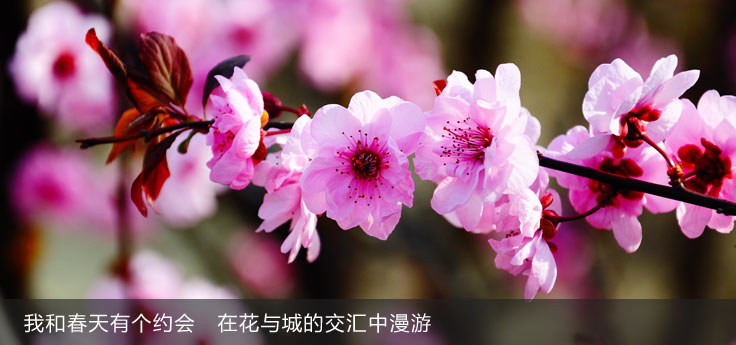我和春天有個(gè)約會 在花與城的交匯中漫游 我和春天有個(gè)約會 在花與城的交匯中漫游