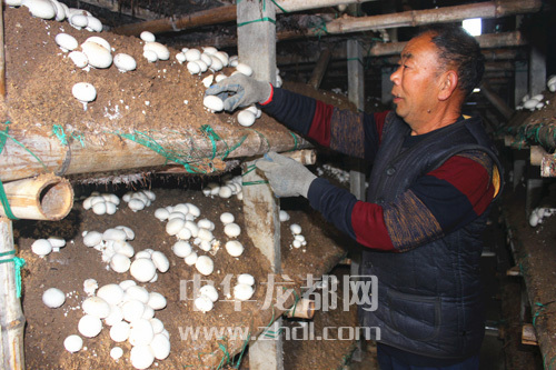 周口項(xiàng)城：食用菌種植基地內(nèi)，工人正在查看雙孢菇長勢