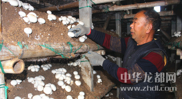 周口項城：食用菌種植基地內(nèi)，工人正在查看雙孢菇長勢